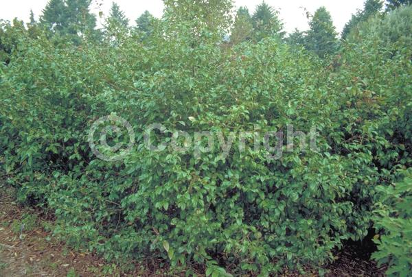 Red blooms; White blooms; Pink blooms; Deciduous; Broadleaf