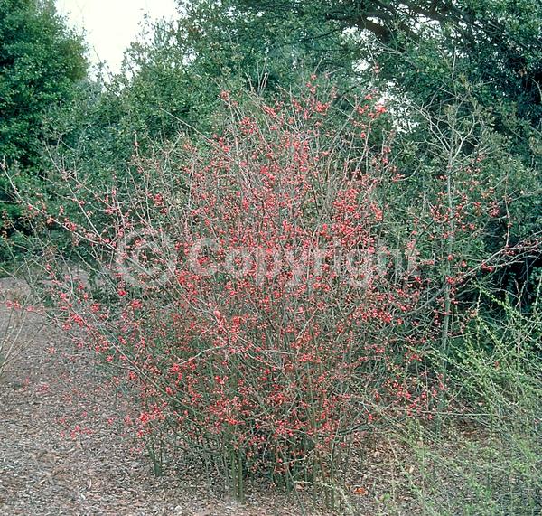 Red blooms; White blooms; Pink blooms; Deciduous; Broadleaf