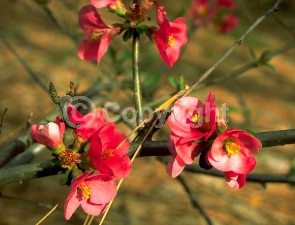 Red blooms; White blooms; Pink blooms; Deciduous; Broadleaf