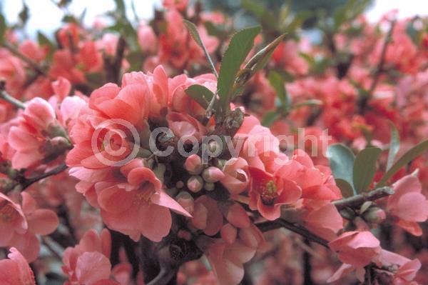 Red blooms; White blooms; Pink blooms; Deciduous; Broadleaf