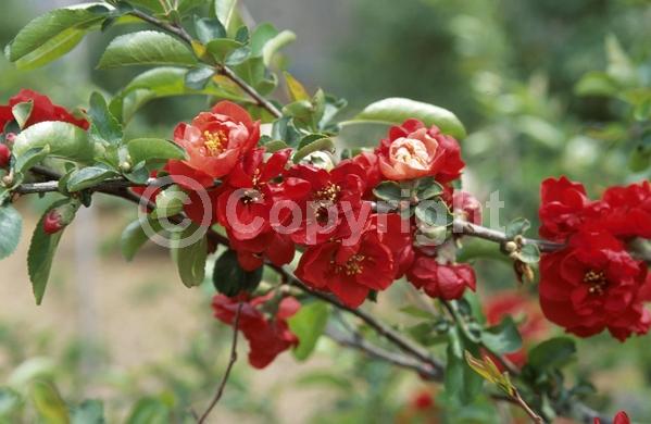 Red blooms; Deciduous; Broadleaf