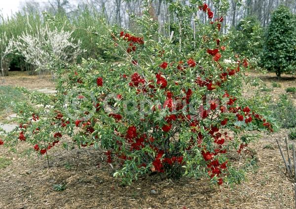 Red blooms; Deciduous; Broadleaf