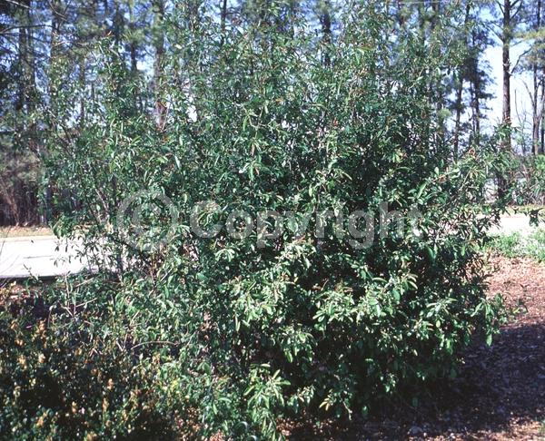 Red blooms; White blooms; Pink blooms; Deciduous; Broadleaf