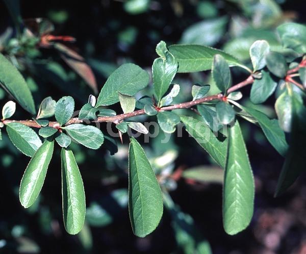 Red blooms; White blooms; Pink blooms; Deciduous; Broadleaf