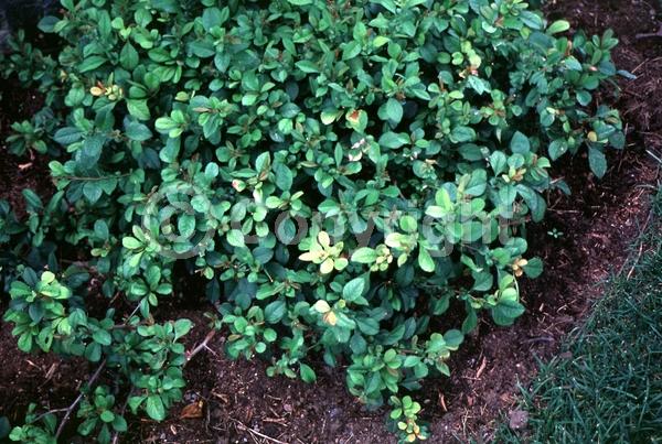 Red blooms; White blooms; Pink blooms; Deciduous; Broadleaf