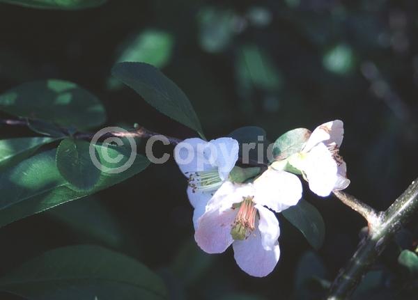 Red blooms; White blooms; Pink blooms; Deciduous; Broadleaf