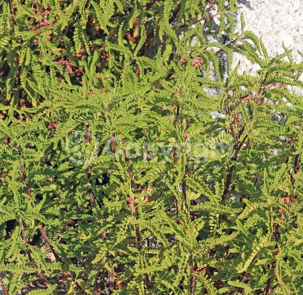 White blooms; Evergreen; Semi-evergreen; North American Native