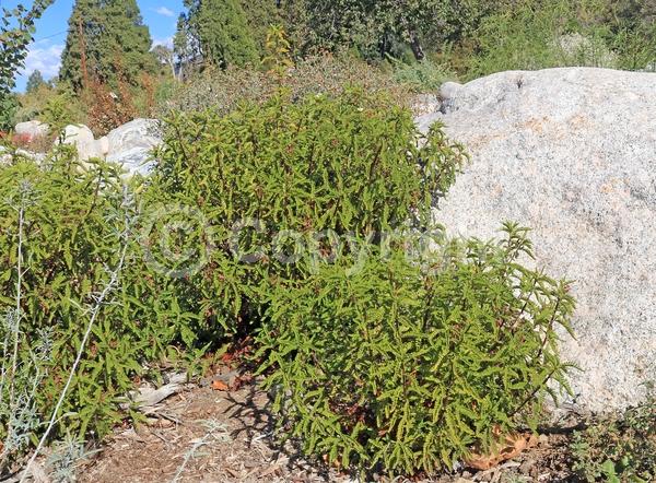 White blooms; Evergreen; Semi-evergreen; North American Native