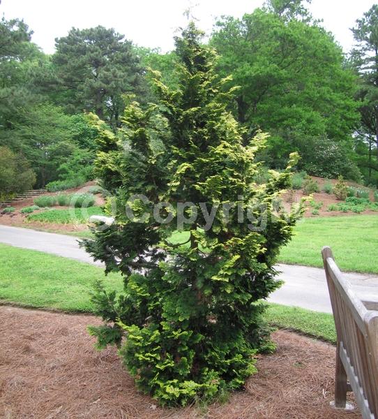 Yellow blooms; Evergreen