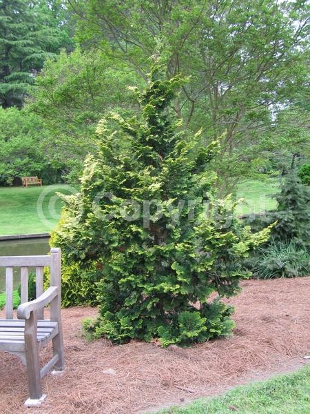 Yellow blooms; Evergreen