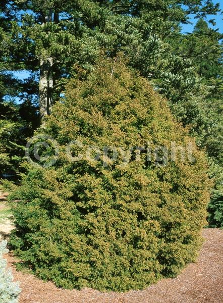 Yellow blooms; Evergreen