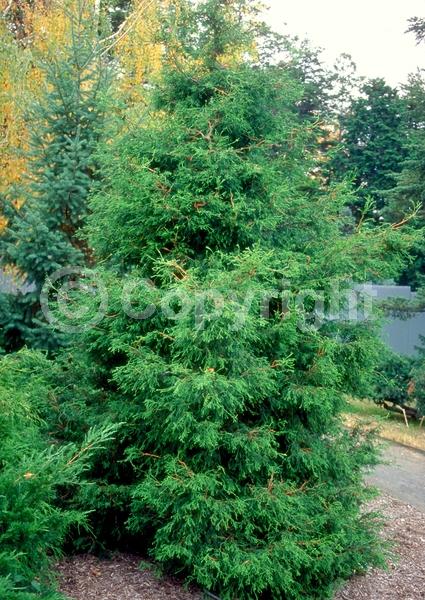 Yellow blooms; Evergreen