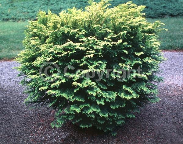 Yellow blooms; Evergreen