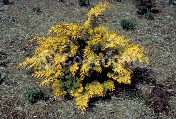Yellow blooms; Evergreen