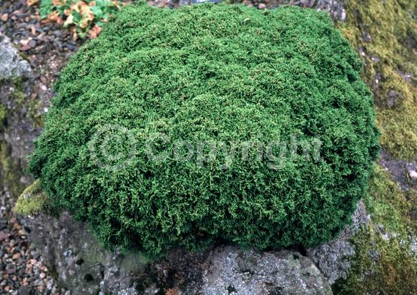 Yellow blooms; Evergreen