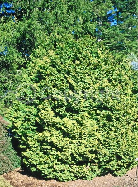 Yellow blooms; Evergreen; Needles or needle-like leaf