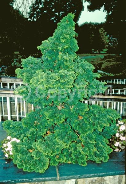 Yellow blooms; Evergreen; Needles or needle-like leaf