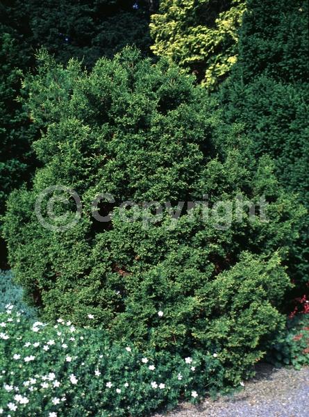 Yellow blooms; Evergreen