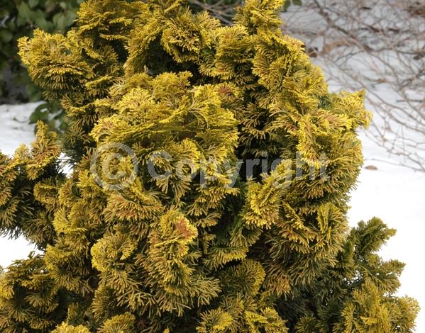 Yellow blooms; Evergreen