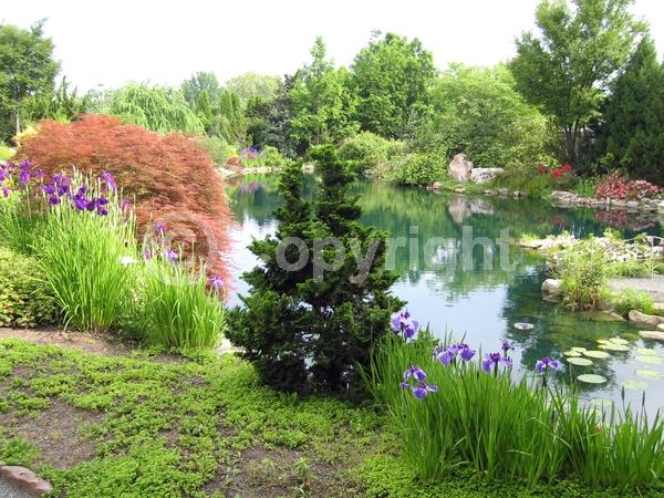 Yellow blooms; Evergreen