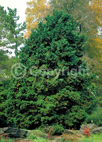 Yellow blooms; Evergreen; Needles or needle-like leaf