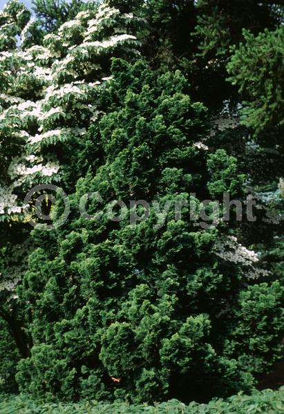 Yellow blooms; Evergreen