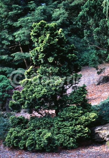 Yellow blooms; Evergreen