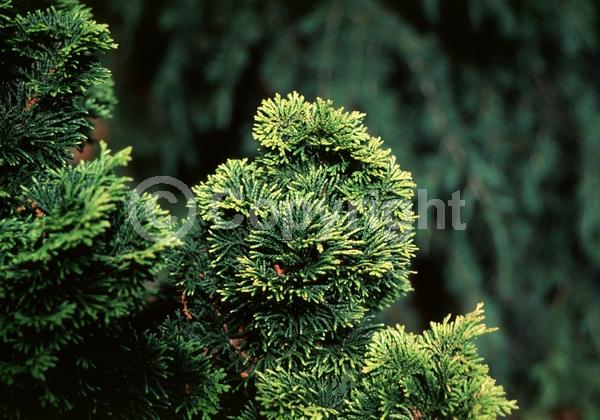 Yellow blooms; Evergreen