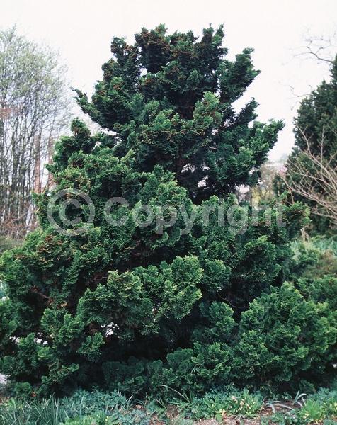 Yellow blooms; Evergreen; Needles or needle-like leaf