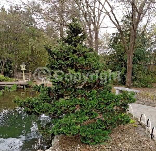 Yellow blooms; Evergreen