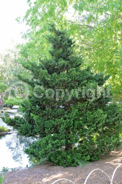 Yellow blooms; Evergreen