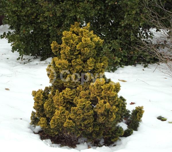 Yellow blooms; Evergreen