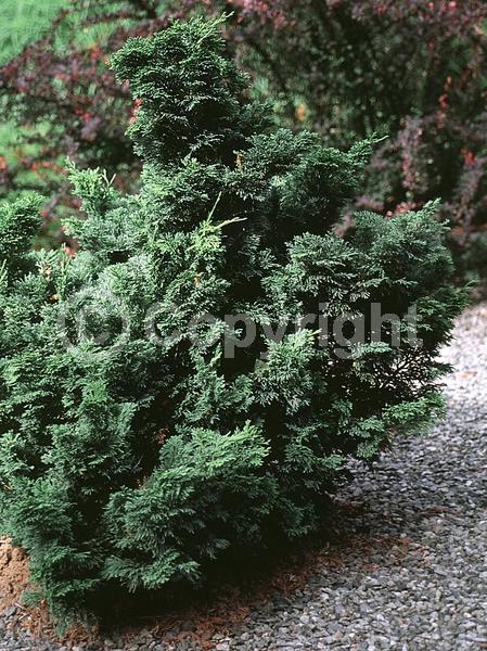 Yellow blooms; Evergreen