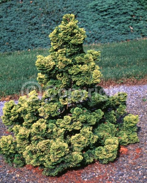 Yellow blooms; Evergreen