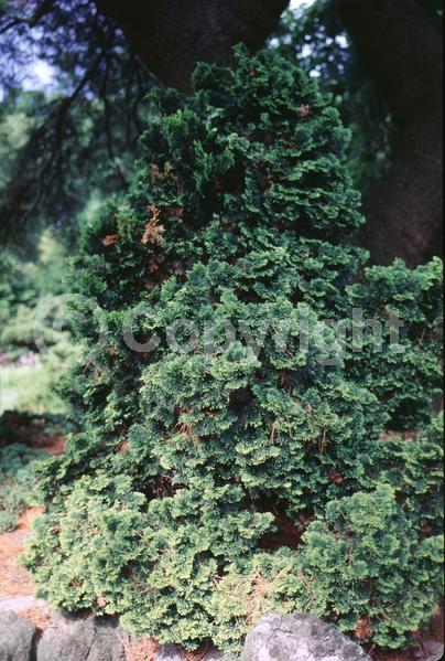 Yellow blooms; Evergreen