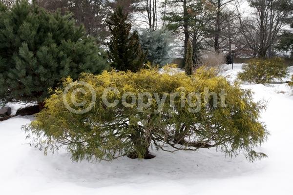 Unknown blooms; Evergreen