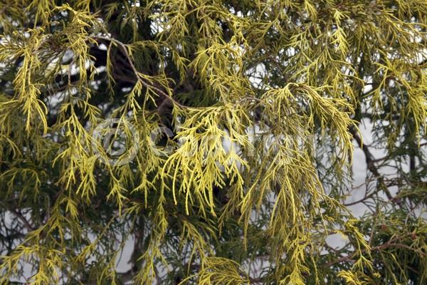 Unknown blooms; Evergreen