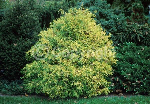 Unknown blooms; Evergreen