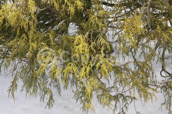 Unknown blooms; Evergreen