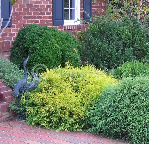 Unknown blooms; Evergreen