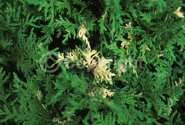 Unknown blooms; Evergreen; Needles or needle-like leaf