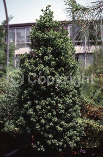Unknown blooms; Evergreen; Needles or needle-like leaf