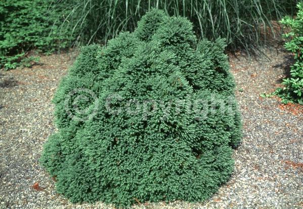 Unknown blooms; Evergreen; Needles or needle-like leaf