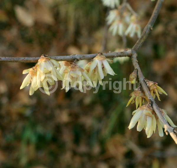 Yellow blooms; Deciduous