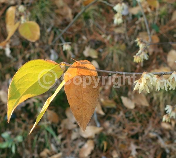 Yellow blooms; Deciduous