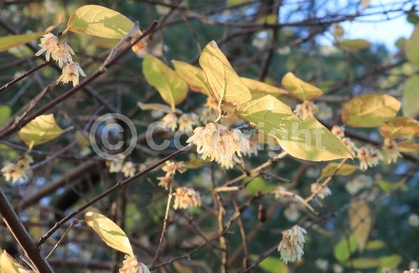 Yellow blooms; Deciduous