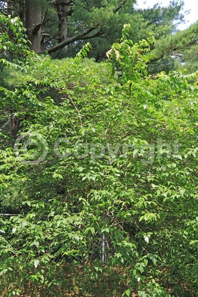 Yellow blooms; Deciduous