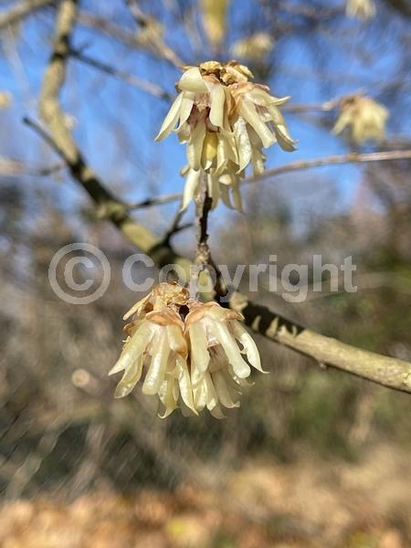 Yellow blooms; Deciduous