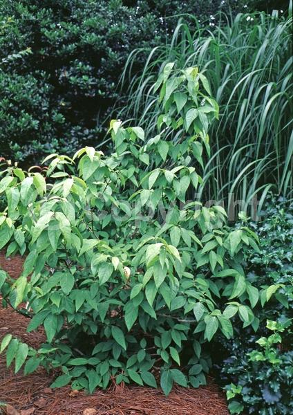 Yellow blooms; Deciduous