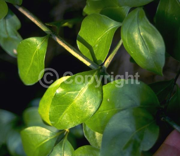 Yellow blooms; White blooms; Evergreen; Needles or needle-like leaf; North American Native